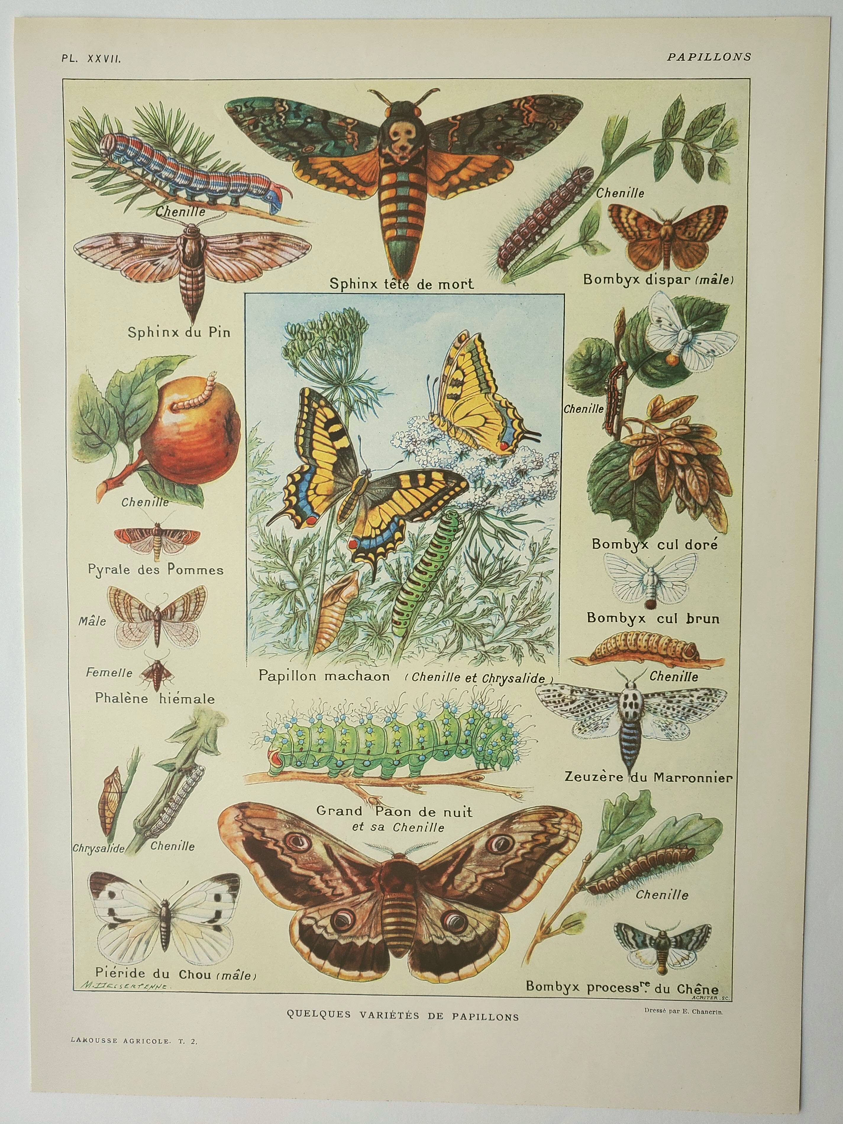 Gravure ancienne 1922, Papillon, chenille, insectes, ntomologie • Lithographie, illustration origina
