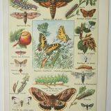 Gravure ancienne 1922, Papillon, chenille, insectes, ntomologie • Lithographie, illustration origina