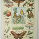Antique engraving 1922, Butterfly, caterpillar, insects, entomology • Lithograph, original illustration
