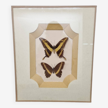 Butterfly entomology frame