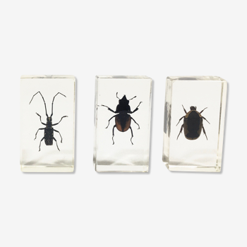 Lot of 3 insects under inclusionr resin