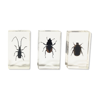 Lot of 3 insects under inclusionr resin