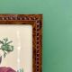 Vintage frame drawing of anemones by Redouté.