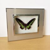 Vintage naturalized butterfly