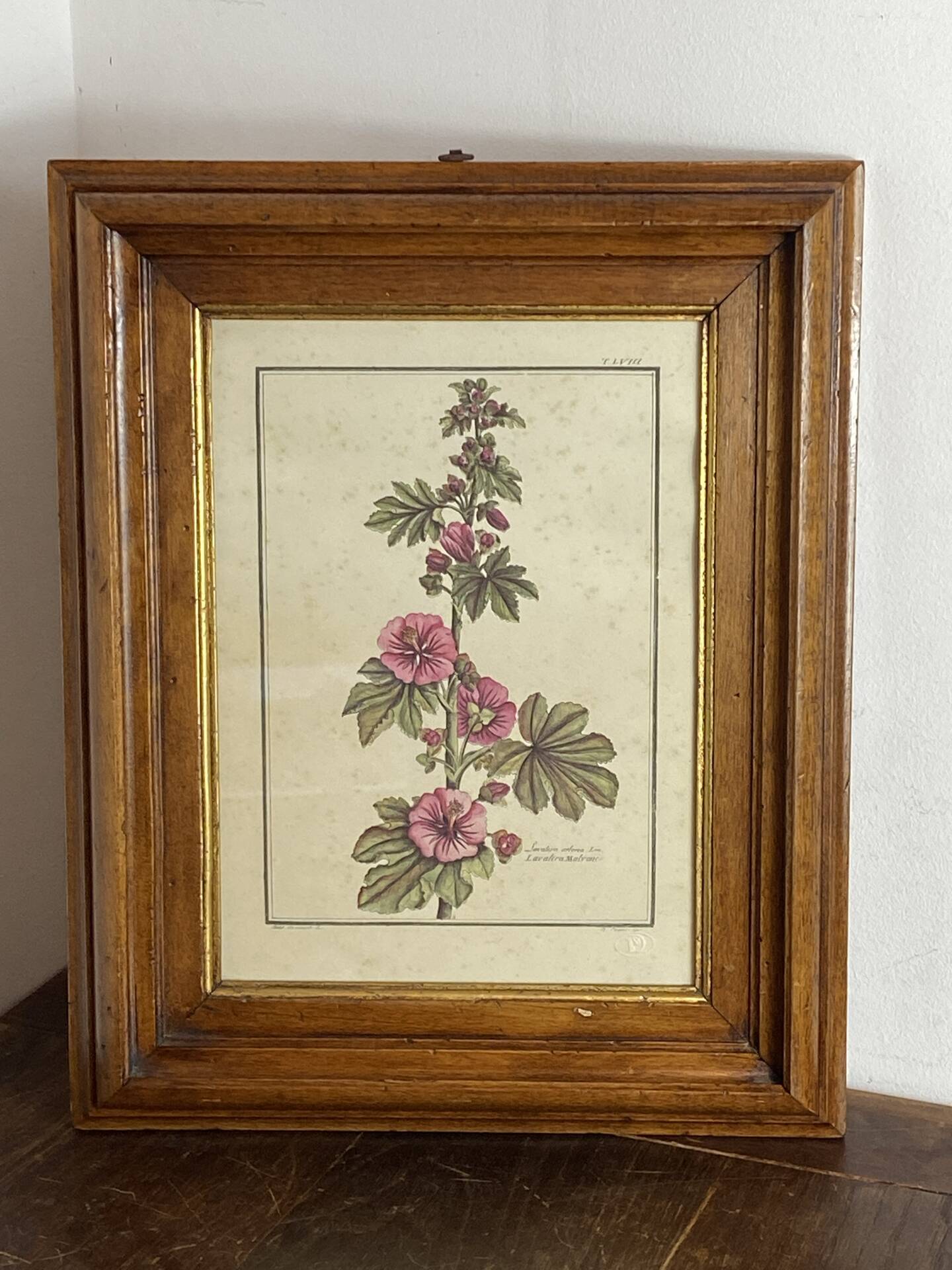 Botanical engraving of Lavatera Malvone