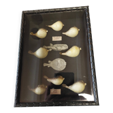 Frame with a collection of taxidermied fish Carinotetraodon travancoricus.