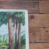 Rossignol / montmorillon educational poster