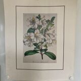 Rhododendron botanical poster