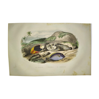 Original zoological plate of 1839 " the tricolor, the horrible