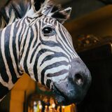 Zebra Taxidermy Set