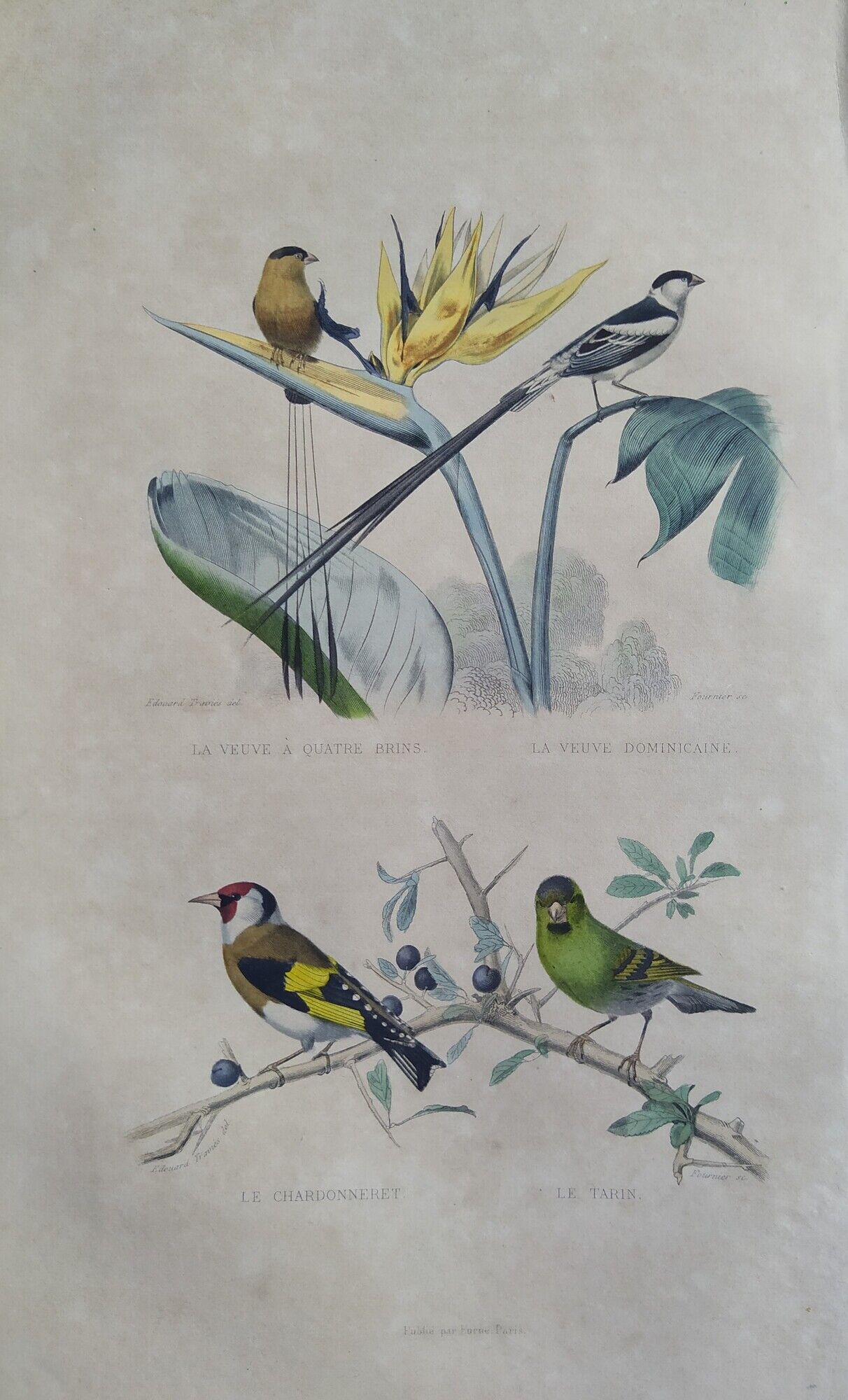 Ornithological board "Veuve to 4 Brins. Dominican - Chardonnert - Tarin" Buffon 1840