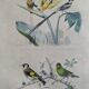 Ornithological board "Veuve to 4 Brins. Dominican - Chardonnert - Tarin" Buffon 1840