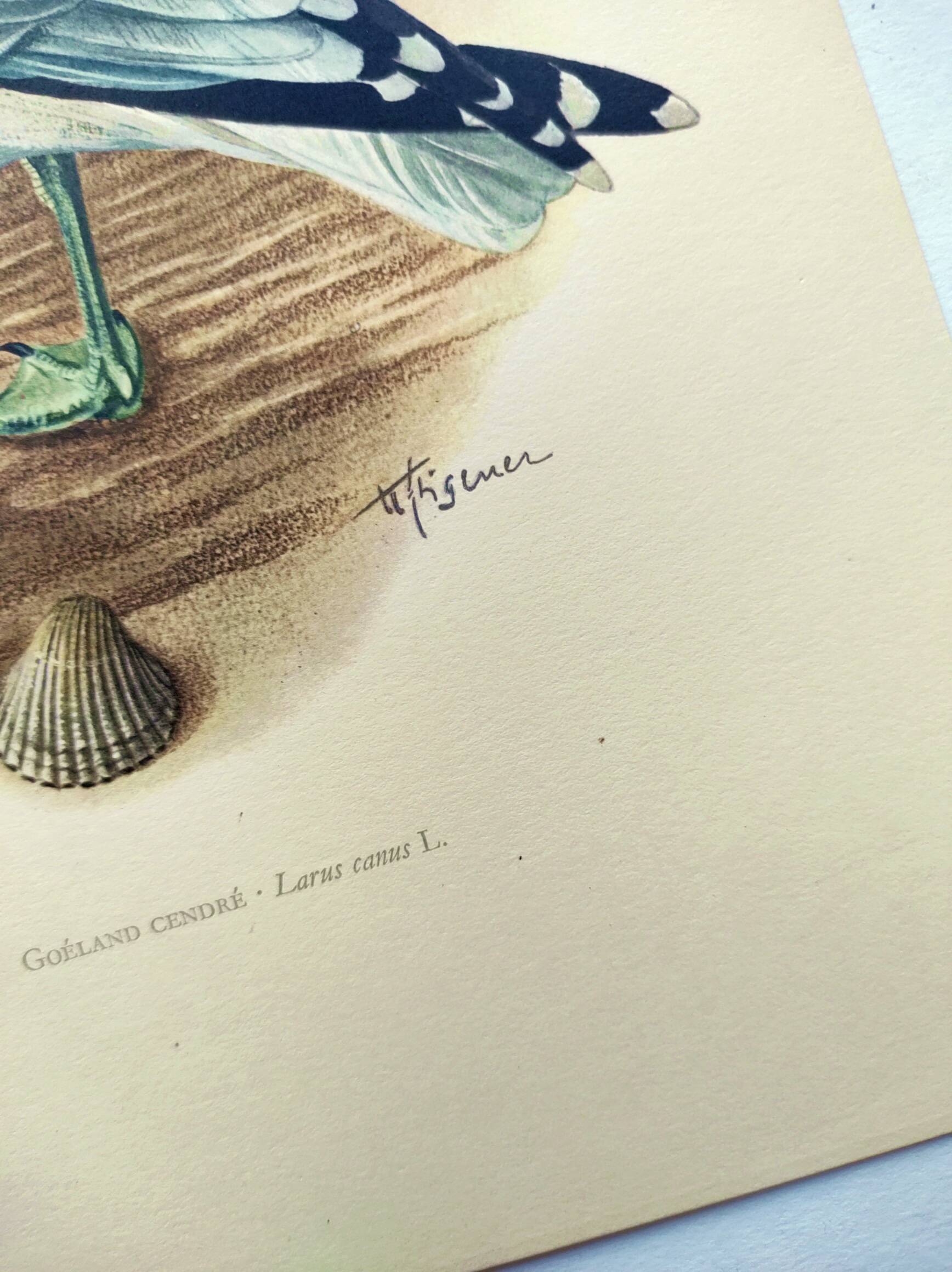 Vintage Bird Illustration 1960s - Common Gull - Natural Plate