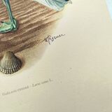 Vintage Bird Illustration 1960s - Common Gull - Natural Plate