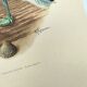 Vintage Bird Illustration 1960s - Common Gull - Natural Plate
