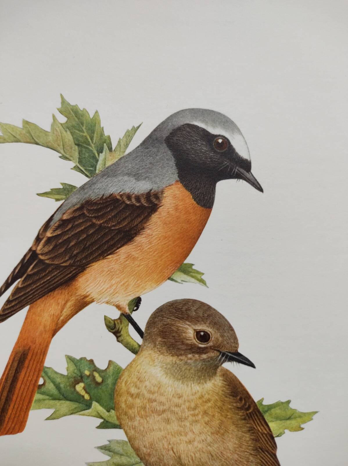 Bird board 1960s - White-fronted Redstart - Zoological and ornithological wine illustration