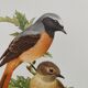 Bird board 1960s - White-fronted Redstart - Zoological and ornithological wine illustration