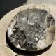 Very large pocket or dish in petrified wood