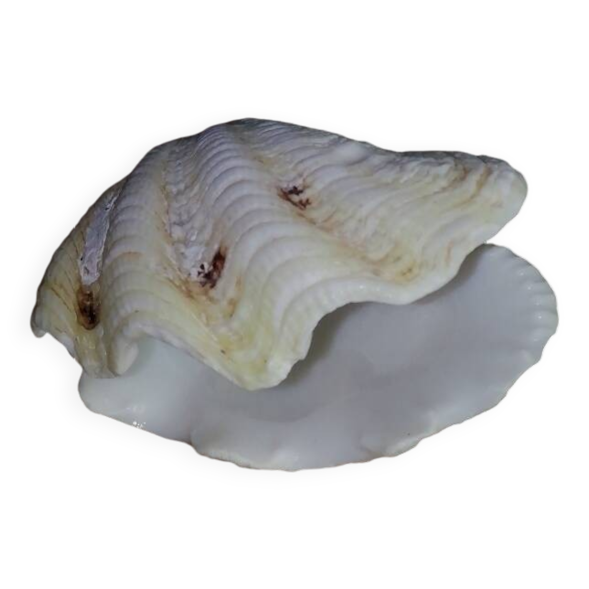 Giant clam shell