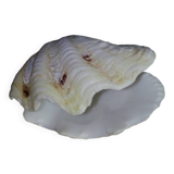 Giant clam shell