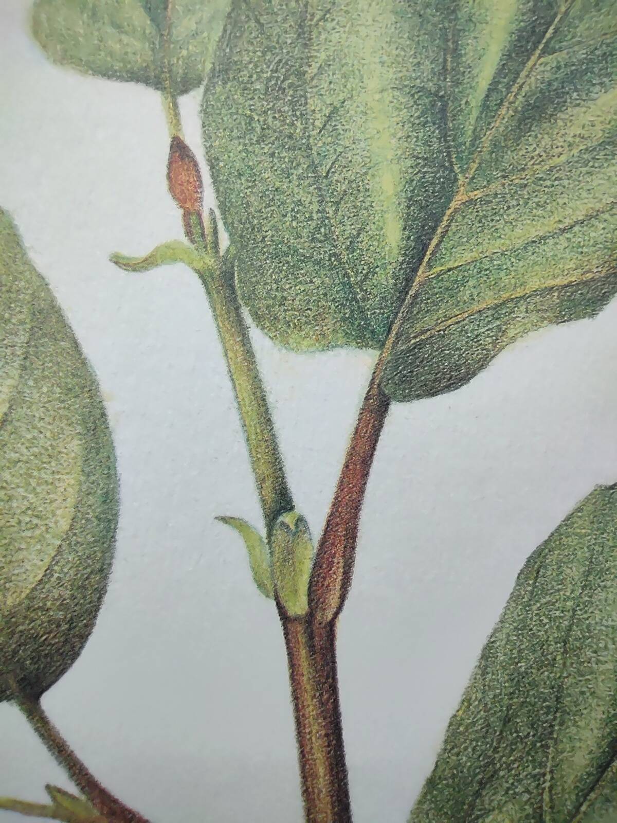 Botanical illustration - Witch hazel - Engraving of medicinal plants. Pastels by C. Michaut