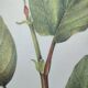 Botanical illustration - Witch hazel - Engraving of medicinal plants. Pastels by C. Michaut