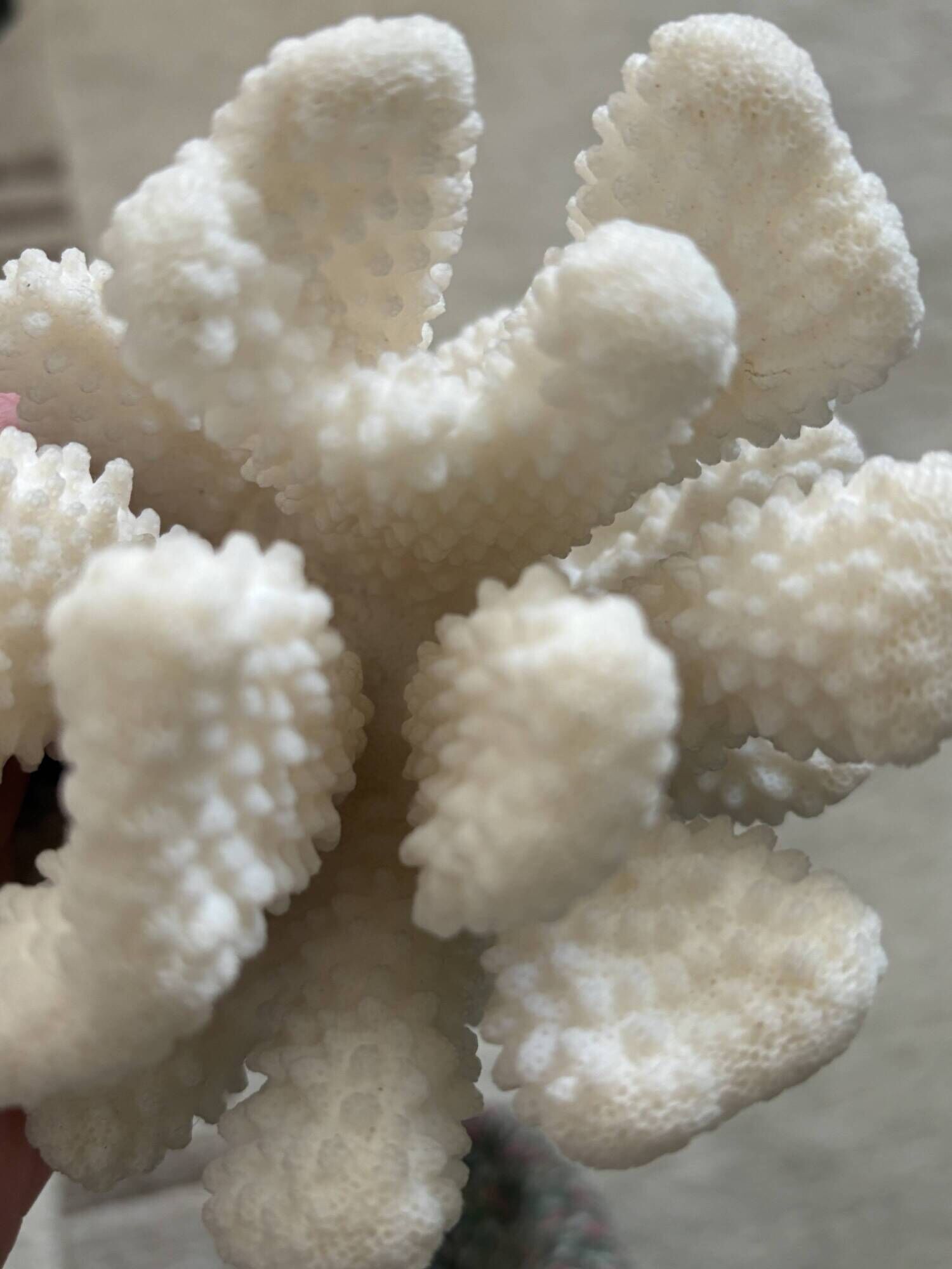 Branch coral