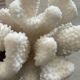 Branch coral