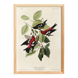 Poster about the two-barred crossbill, based on an old engraving from 1827.