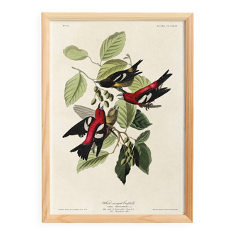 Poster about the two-barred crossbill, based on an old engraving from 1827.