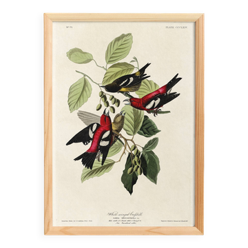 Affiche sur le bec-croisé bifascié, d’après une gravure ancienne de 1827.