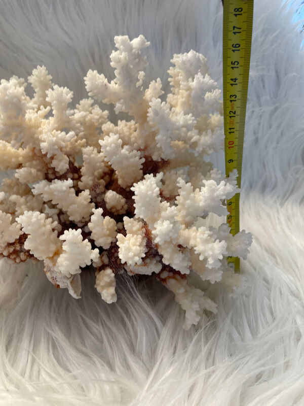 Corail Naturel Ancien