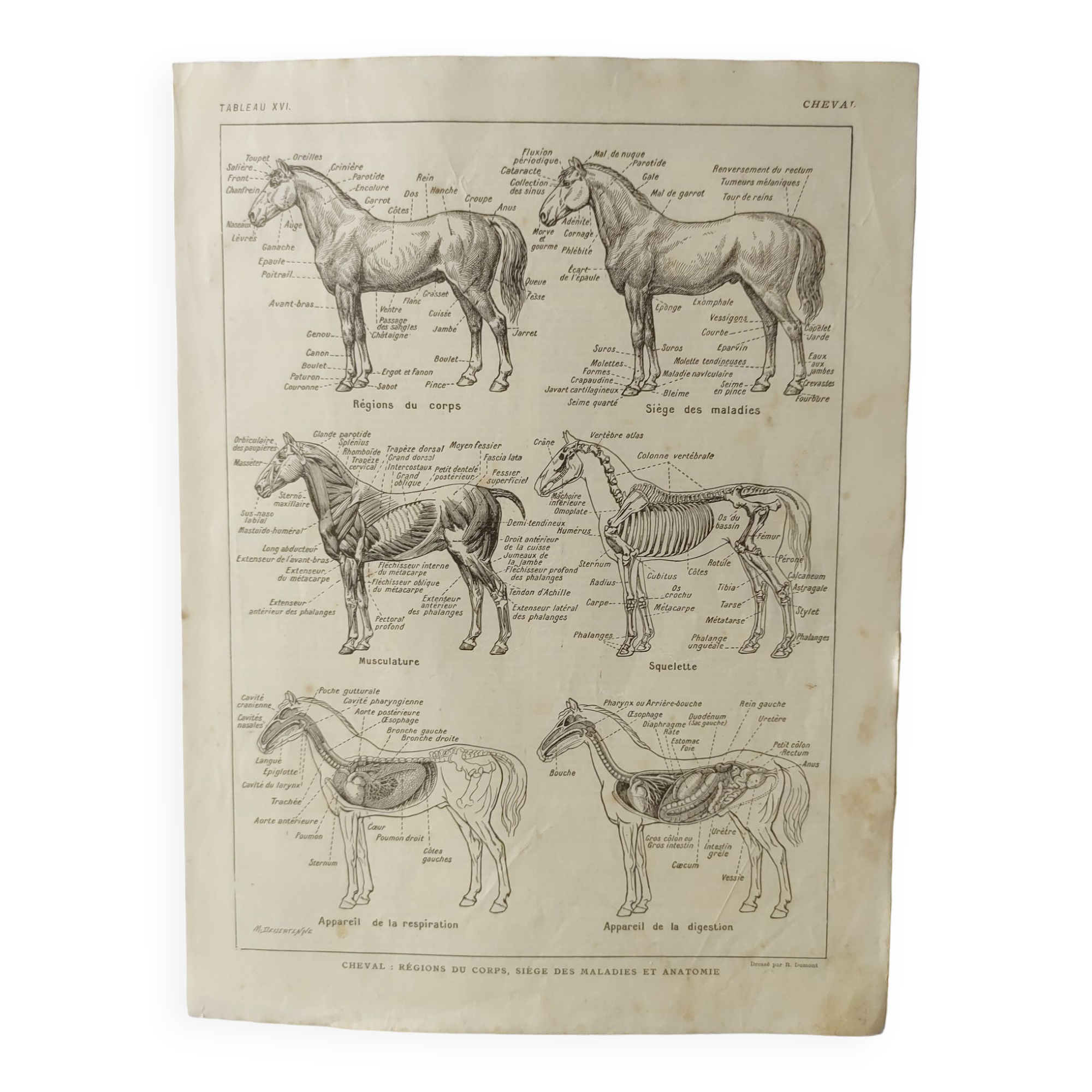 Gravure ancienne • Cheval • Affiche originale de 1922