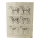 Gravure ancienne • Cheval • Affiche originale de 1922