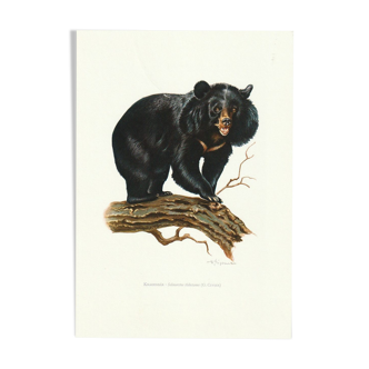 Impression scolaire vintage d'un ours noir