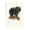 Impression scolaire vintage d'un ours noir