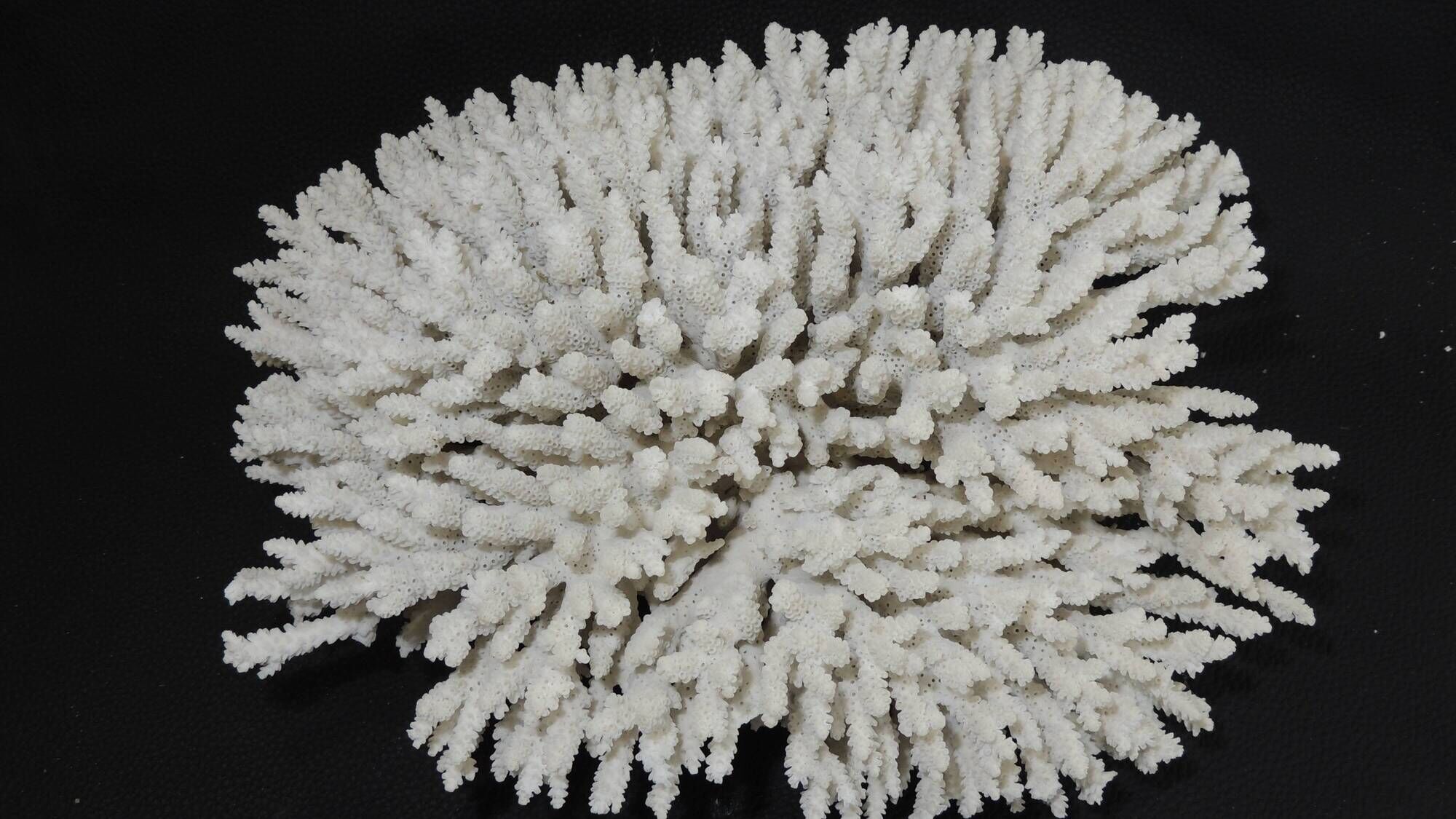 Large white sea coral