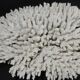 Large white sea coral