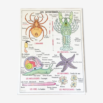 Affiche scolaire Les Invertébrés & insectes