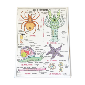 Affiche scolaire Les Invertébrés & insectes