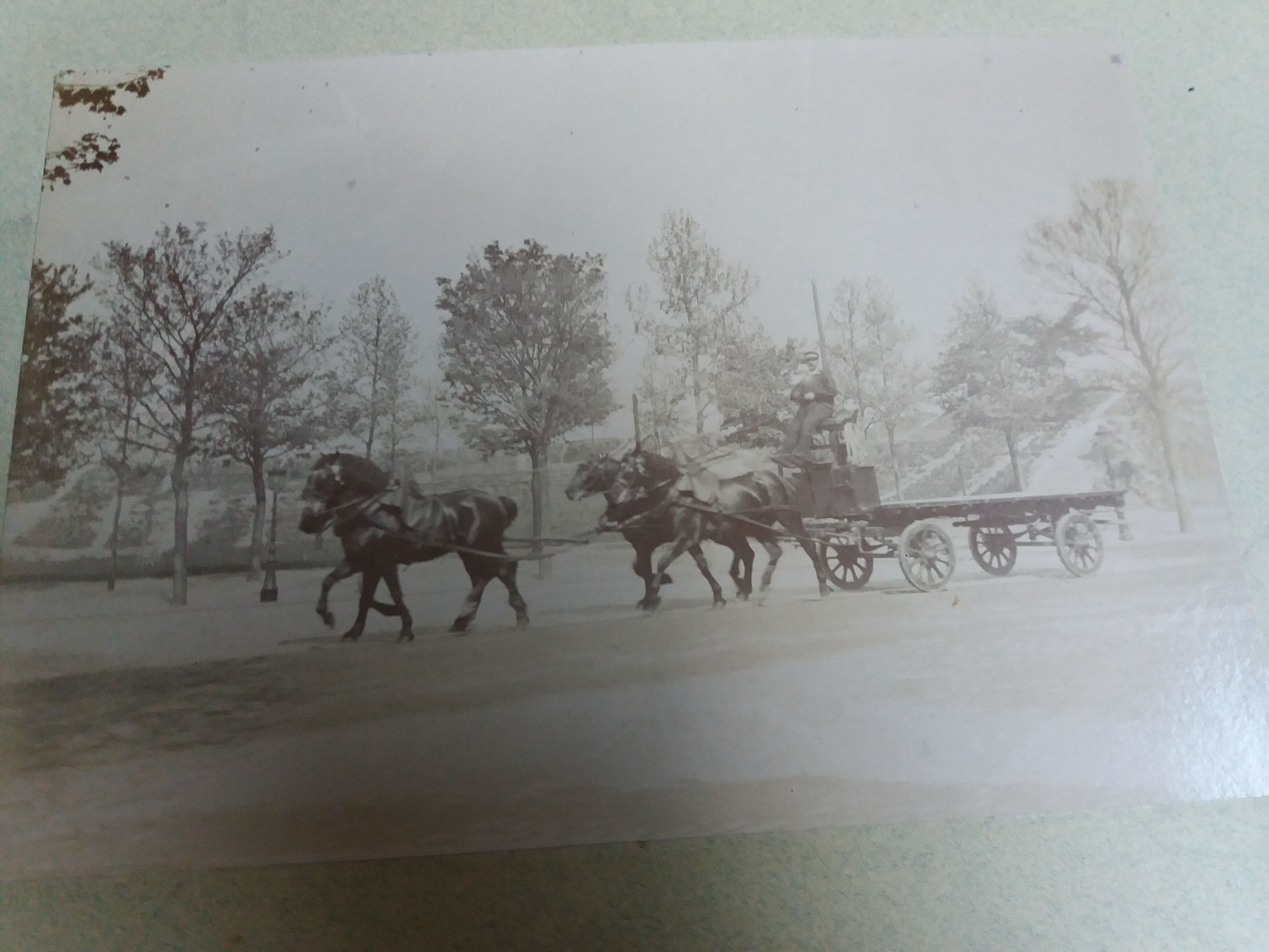 Old photograph 1900 cart, coachman and horses