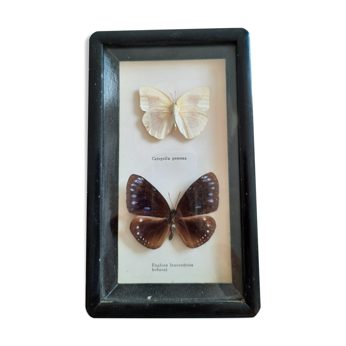 Vintage framed butterflies