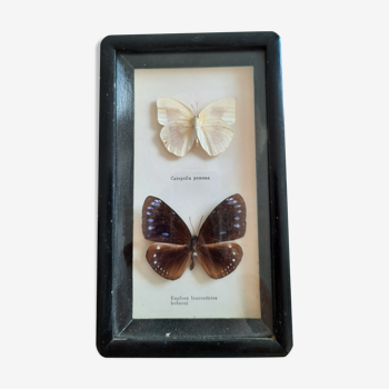 Vintage framed butterflies