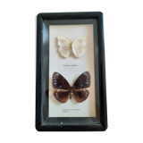 Vintage framed butterflies