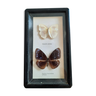 Vintage framed butterflies