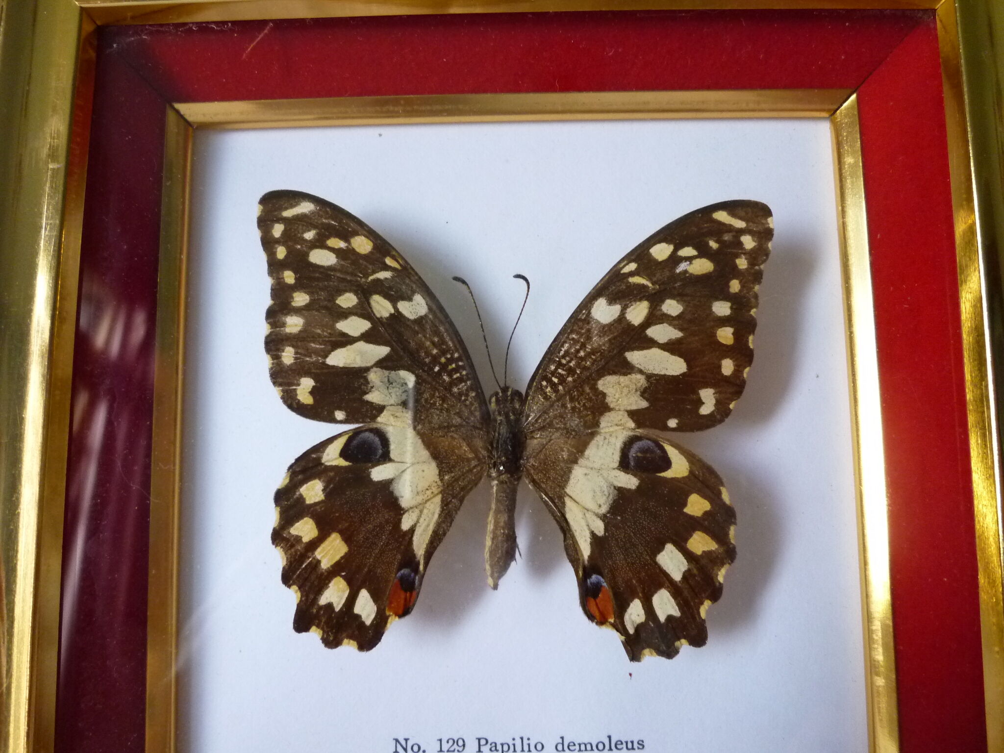 Butterfly under glass