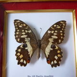 Butterfly under glass