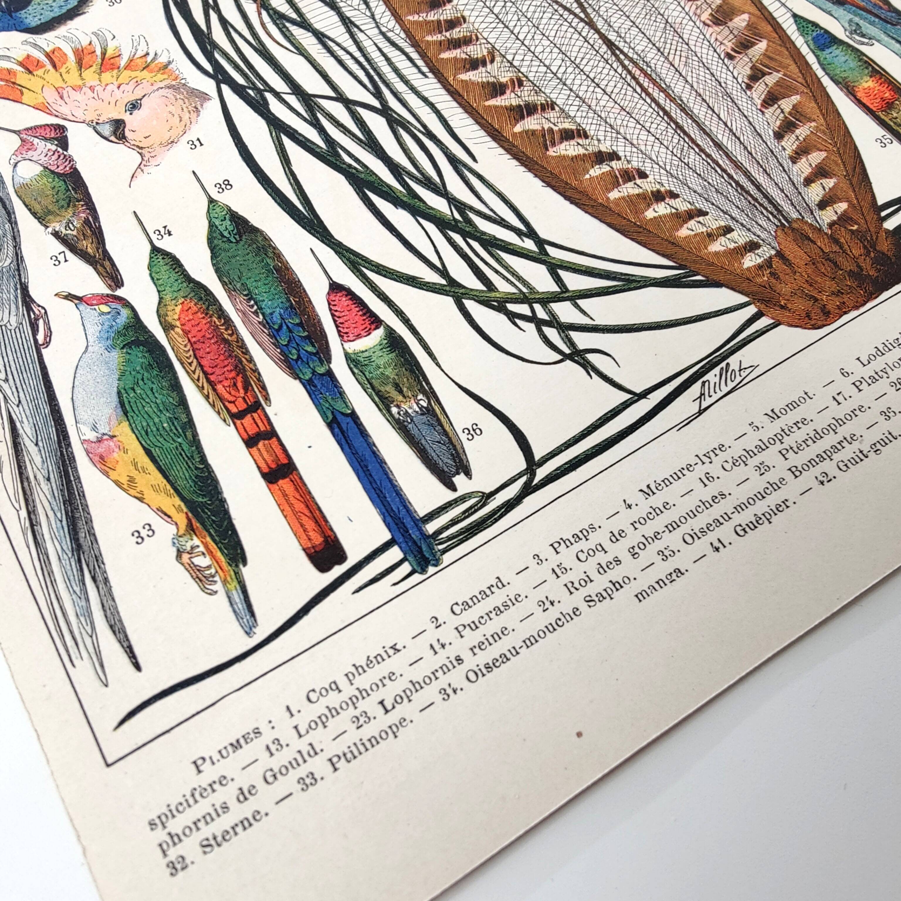 Old lithograph plate birds feathers 1900