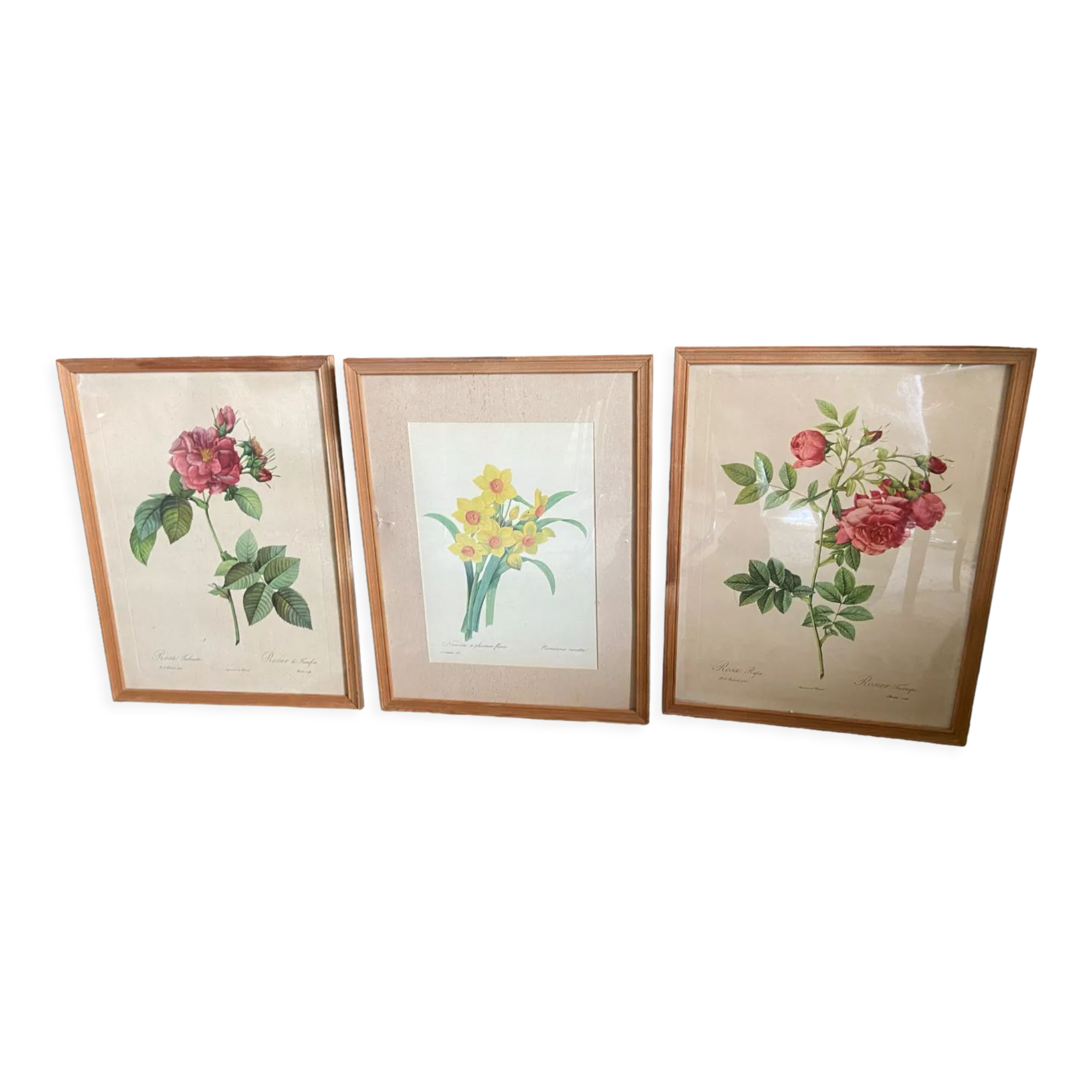 Trio of ancient botanical posters