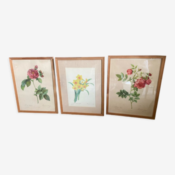 Trio of ancient botanical posters